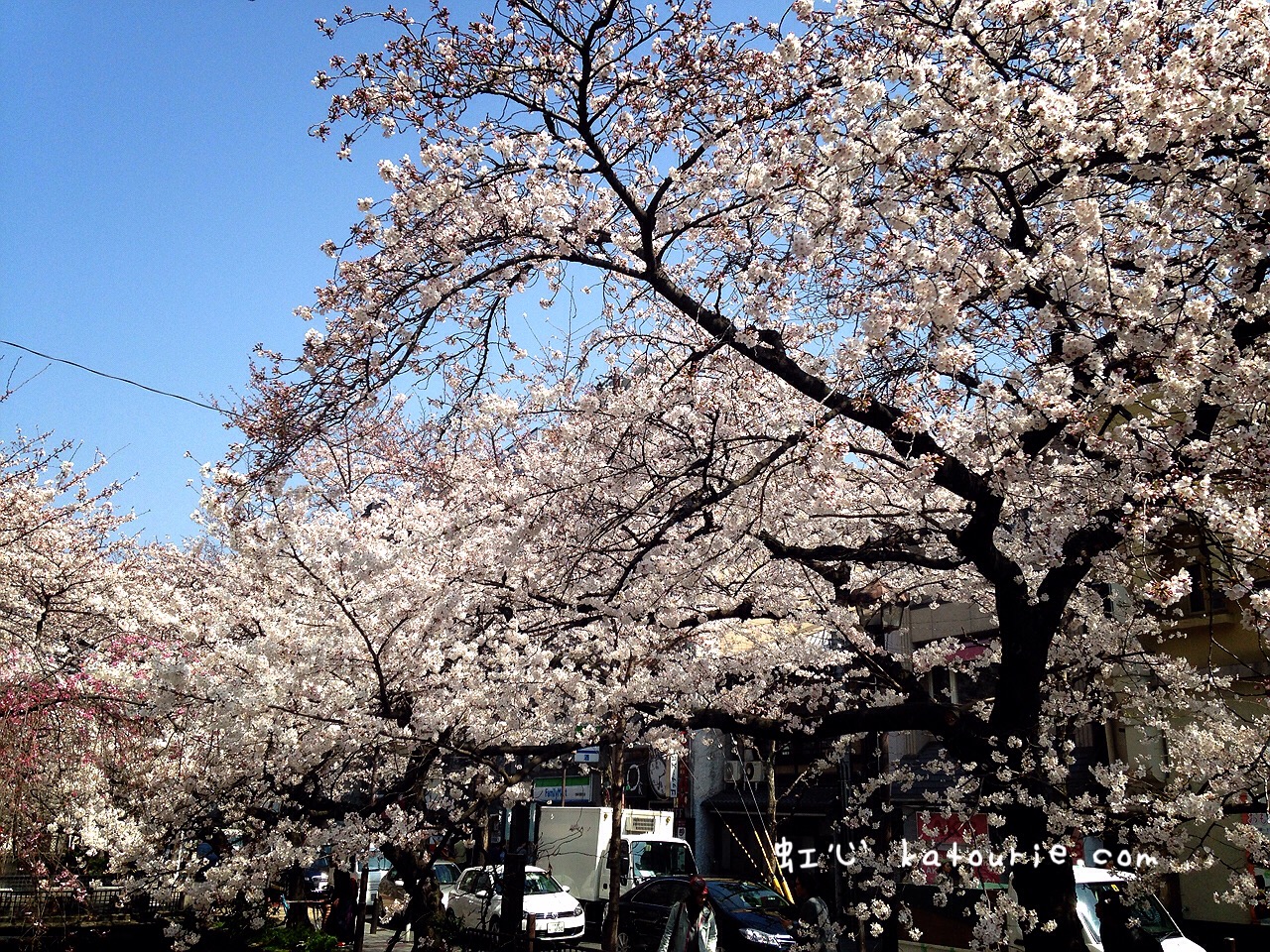 京都河原町でお花見