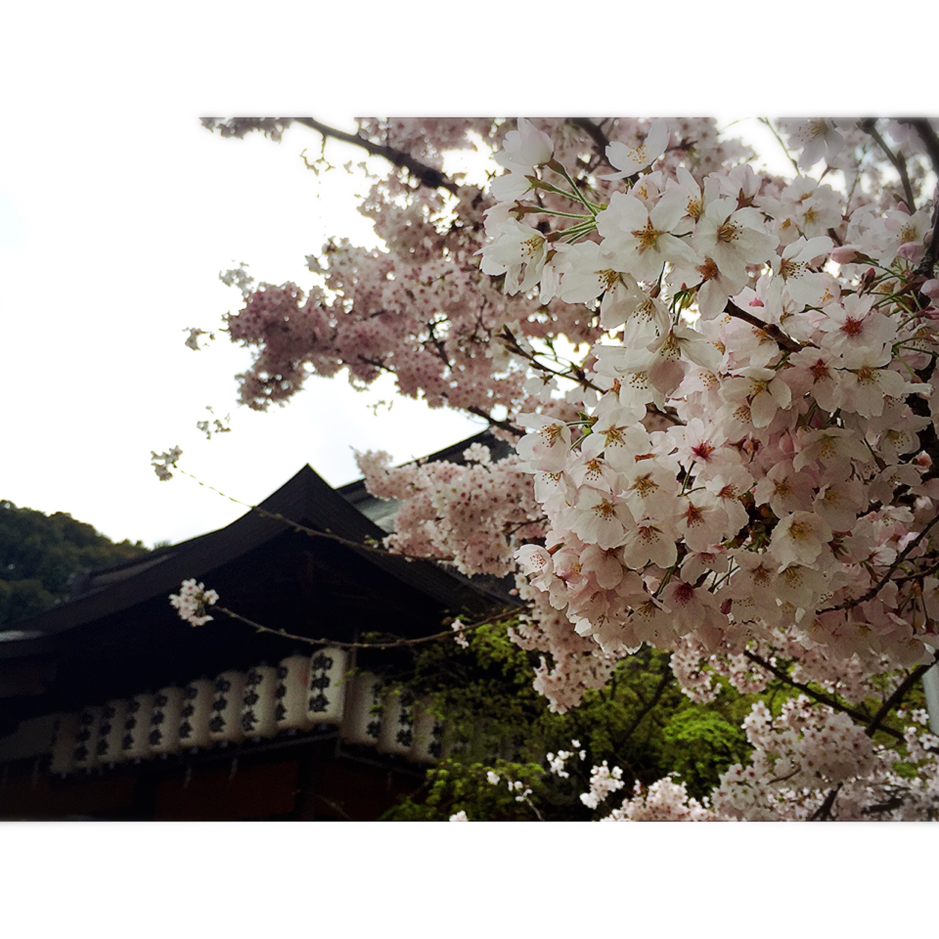 花見　桜